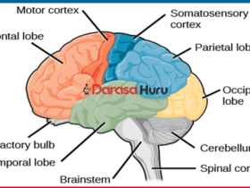 TOPIC 9 MFUMO WA FAHAMU