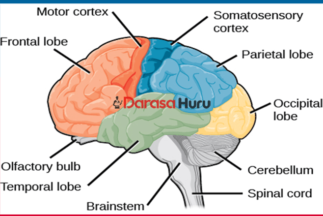 TOPIC 9 MFUMO WA FAHAMU